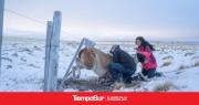Cada año mueren 27.000 guanacos en los alambrados