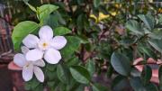 Cómo hacer que tu planta de jazmín florezca con abundancia: el eficaz truco de jardinero