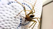 El aceite esencial que evita la presencia de la araña violinista dentro de casa