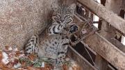 Video: un gato montes mató a 20 gallinas y quedó atrapado