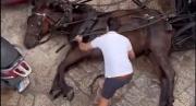 Caballo se desplomó mientras paseaba a una familia en España y el video causó controversia