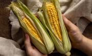 Cómo cocinar choclo en microondas: esta es la forma más fácil de hacerlo