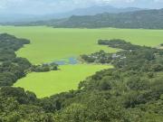 Impresionante invasión de plantas flotantes en el lago más grande de El Salvador: el operativo de Bukele contra las algas