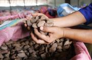 Pando: FAO apoya a municipios para el desarrollo sostenible de bosques y frutos amazónicos