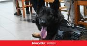Canicross Patagónico: Una carrera con tu perro en Río Gallegos