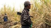 La cosecha de caña en Bermejo avanzó 33% zafra azucarera acaba en octubre