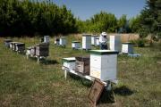 El Senasa busca evitar el ingreso de una plaga a colmenas del país