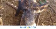 Cochagual: entregaron un jabalí que estaba en una casa luego de enterarse de su peligrosidad