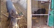 Un sanjuanino entregó voluntariamente un jabalí que tenía en el fondo de su casa