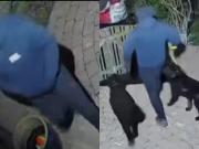 Le robaron sus mascotas y siete meses después descubrió una alarmante verdad: “Seguiré buscando”