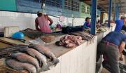 El pescado es la alternativa en Tucupita frente a altos precios del pollo y carne – Correo del Caroní