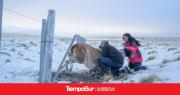 Quitan kilómetros de alambrados para evitar muertes de guanacos