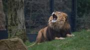 Leones atacan y matan a trabajador de un zoológico frente a turistas en Tailandia