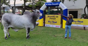 Este domingo se conocerá al animal “más pesado” de Expocruz 2025