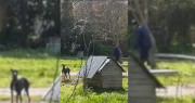 Maltrato animal: un hombre fue filmado por una vecina en La Plata mientras golpeaba a sus perros