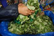 La hoja de coca sigue subiendo, culpan al transporte y sequía