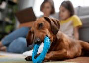 Por qué algunas personas no sienten afinidad con los perros, según la psicología