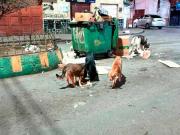 Zoonosis alista la esterilización y captura de perros callejeros