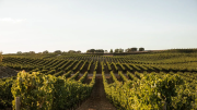 Cómo clasificar los vinos: el fin del sistema de reservas y la emergencia del origen