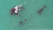 Crecen los registros de incidentes entre familias de orcas que atacan a crías de ballenas para alimentarse