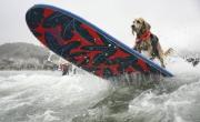 Perros compiten en un campeonato mundial