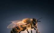 Crean la primera abeja robot del mundo