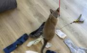 Leonardo da Pinchy, el gatito “ladrón” de medias y calzoncillos
