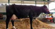 28 ejemplares participan del Concurso de Producción de Leche de Expocruz 2025