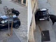 El increíble duelo en una calle de España: un toro contra un auto estacionado
