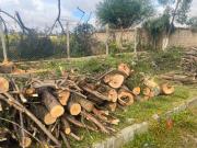 Ornato Público anuncia multa de Bs 2.500 por poda ilegal de árboles en Tarija