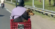 Un perrito viajó en moto por la Circunvalación y enamoró a las redes: “Salió laburo, Boby”