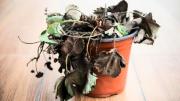 Qué hacer cuando una planta se está secando: el truco de tres pasos para salvarla