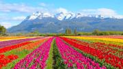 Cómo visitar el campo de tulipanes de Trevelin premiado por la ONU: fechas y entradas con descuento