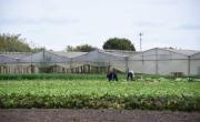 El impacto en el cordón frutihortícola de la Región