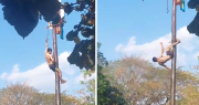 Hombre resulta herido tras caer al suelo mientras participaba en un juego de ‘palo encebao’