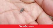 Monitoreo por tucura sapo y capacitación a productores para su manejo