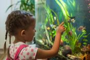 Más que una decoración: esta es la gran utilidad de las peceras para la conducta de los niños