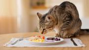 No compartas comida con tu mascota: veterinarios explican por qué las sobras son peligrosas