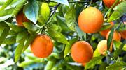 Adiós a la verdulería: consejos para que el árbol naranjo dé frutos rápidamente