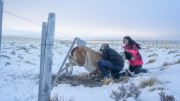 Salven a los guanacos: ya sacaron 52 km de alambrados en una zona protegida de Santa Cruz