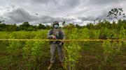 EEUU podría quitarle a Colombia certificación en lucha antidrogas