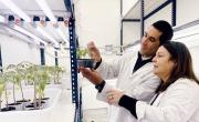 Cerveza saludable: buscan desarrollar una versión con beneficios para la salud