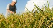 Productores de arroz de Beni anuncian toma de YPFB por la falta de diésel: “Necesitamos 7 millones de litros para sembrar”