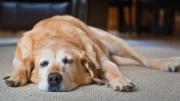 Aviso de adiós: el lenguaje corporal que usa tu perro para despedirse de la familia