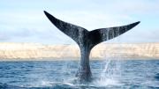 Las orcas transmiten sus habilidades y hábitos de caza de generación en generación