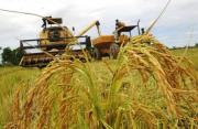Productores advierten que el contrabando, altos costos y falta de diésel pueden provocar escasez de arroz en 2026