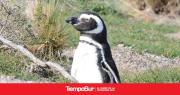 Pingüinos y ballenas: Chubut abre una temporada única