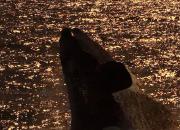 Video  La increíble noche en que la luna y una ballena se encontraron en Las Grutas