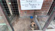 Más de 30 perritos peregrinos perdidos fueron atendidos durante el Milagro