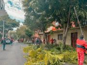 Ornato Público concluye campaña de poda en Tarija y atenderá únicamente casos de emergencia